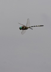 Macromia pacifica