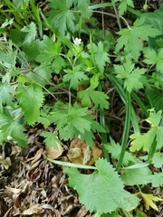 Geranium sibiricum