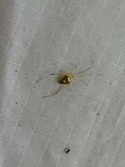 Spintharus