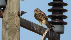 Falco tinnunculus