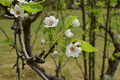 Pyrus pyrifolia