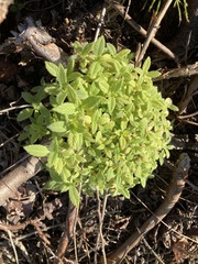 Galeopsis