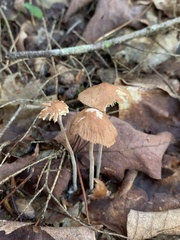 Collybiopsis villosipes