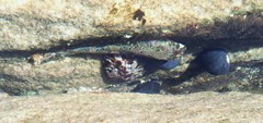 Lepidoblennius haplodactylus