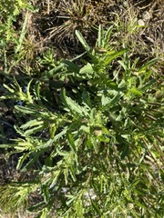 Leucanthemum vulgare