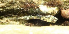 Lepidoblennius haplodactylus
