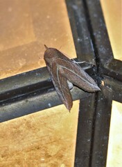 Phyprosopus callitrichoides