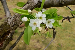 Pyrus pyrifolia