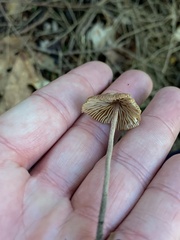 Collybiopsis villosipes