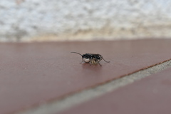 Auplopus carbonarius