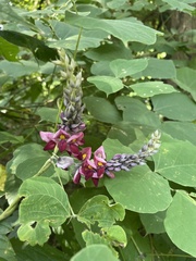 Pueraria montana