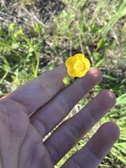 Ranunculus acris