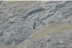Gypaetus barbatus