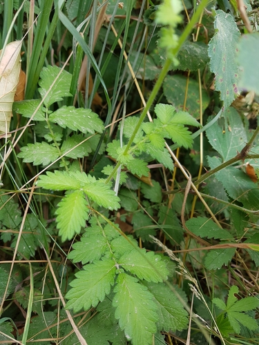 Vaistinė dirvuolė nuotrauka