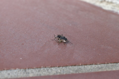 Auplopus carbonarius