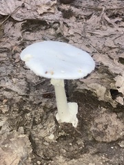 Phalloideae