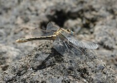Ophiogomphus severus