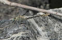 Ophiogomphus severus