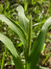 Setaria italica