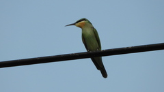 Merops persicus