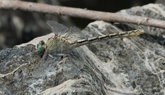 Ophiogomphus severus