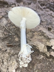 Phalloideae