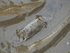 Macrophthalmus