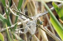 Ophiogomphus severus