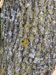 Lecanoromycetes