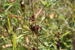 Prunella vulgaris lanceolata