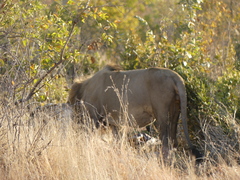Panthera leo melanochaita