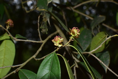 Sycopsis sinensis