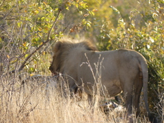 Panthera leo melanochaita