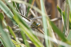 Ophiogomphus severus