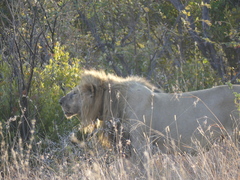 Panthera leo melanochaita