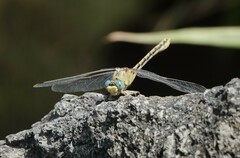Ophiogomphus severus
