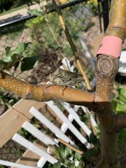 Melanoplus differentialis