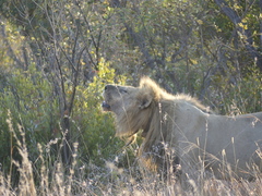 Panthera leo melanochaita