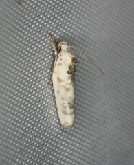 Antaeotricha