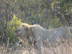 Panthera leo melanochaita