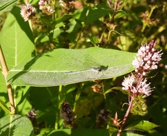 Ischnura
