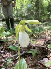 Cypripedium acaule