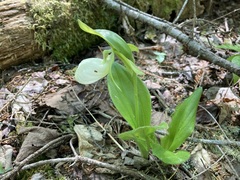 Cypripedium acaule