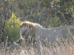 Panthera leo melanochaita