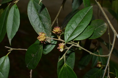Sycopsis sinensis
