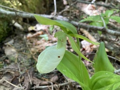 Cypripedium acaule