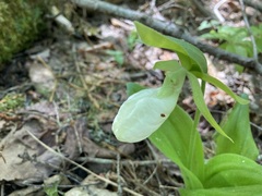 Cypripedium acaule