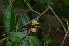 Sycopsis sinensis