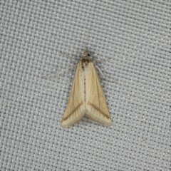 Microtheoris vibicalis