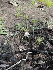 Oenothera cespitosa